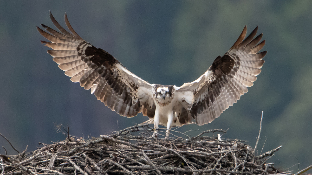 Osprey Nesting