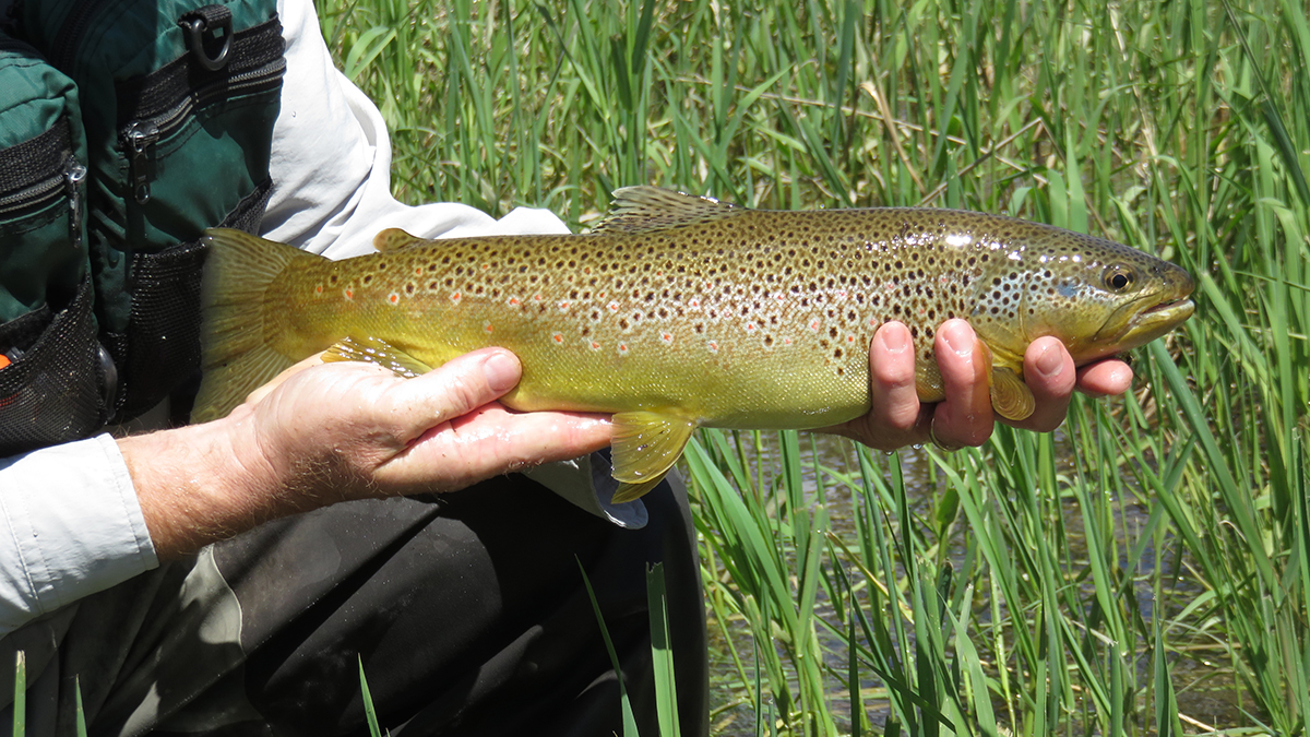 Brown Trout