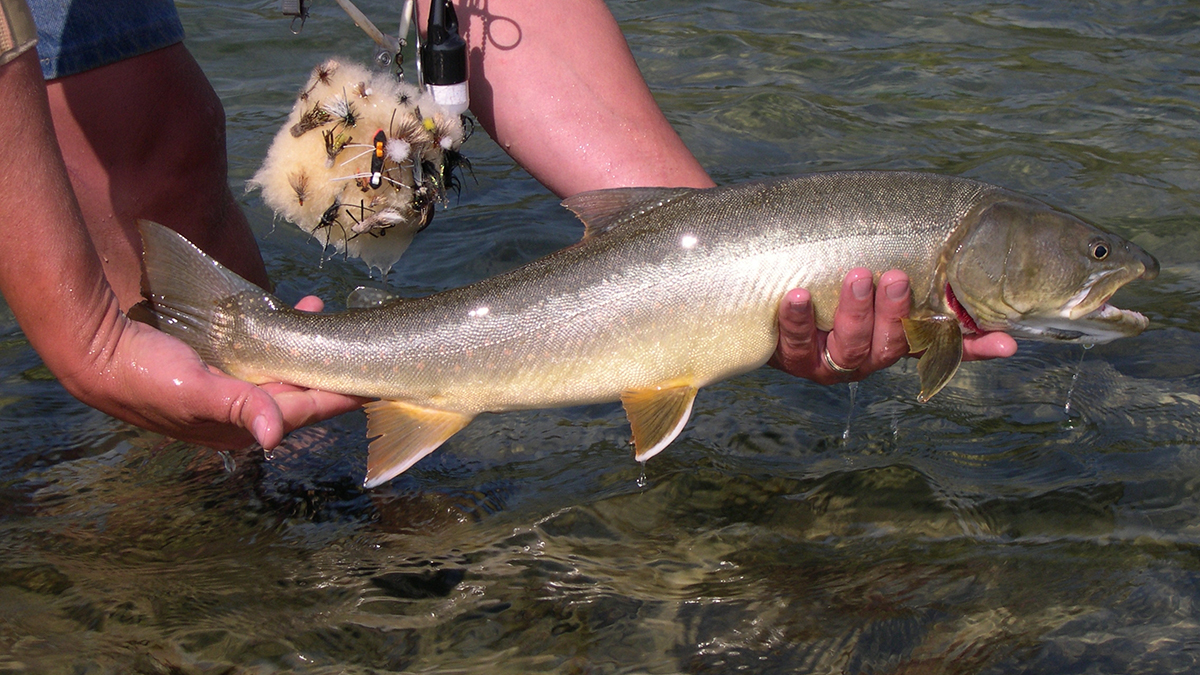 Bull Trout