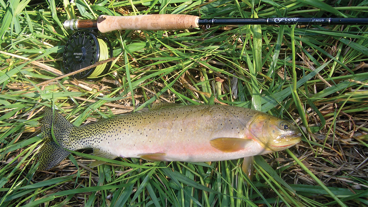 Westslope Cutthroat Trout