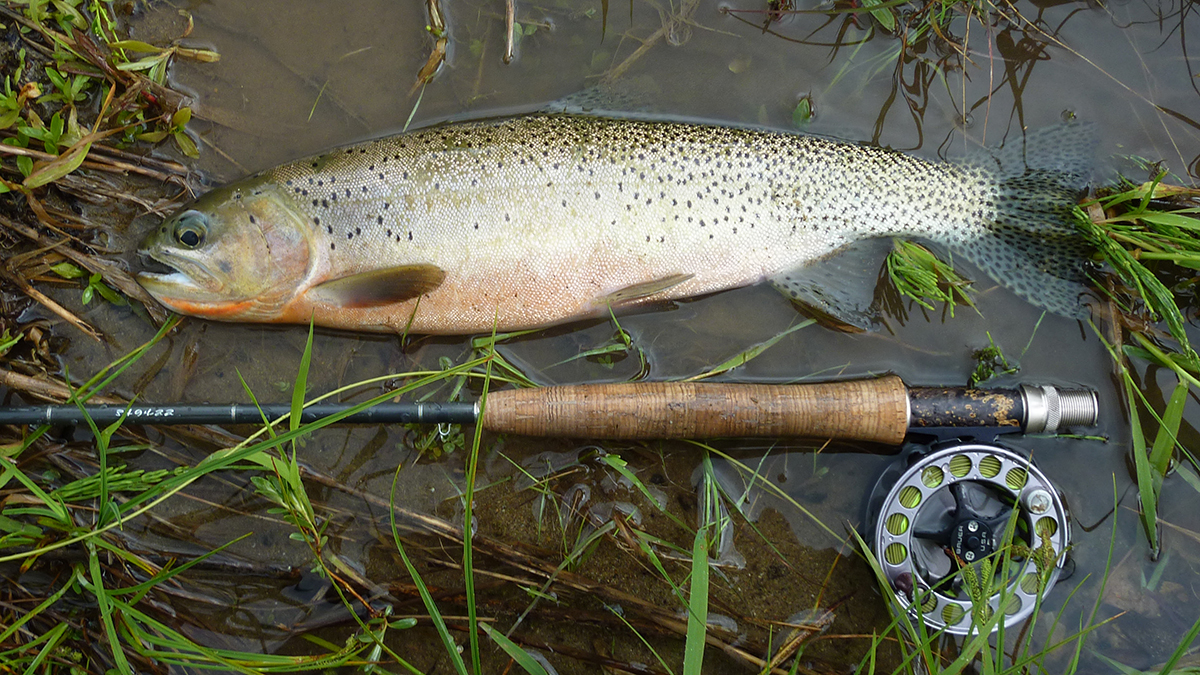 Cutthroat Trout