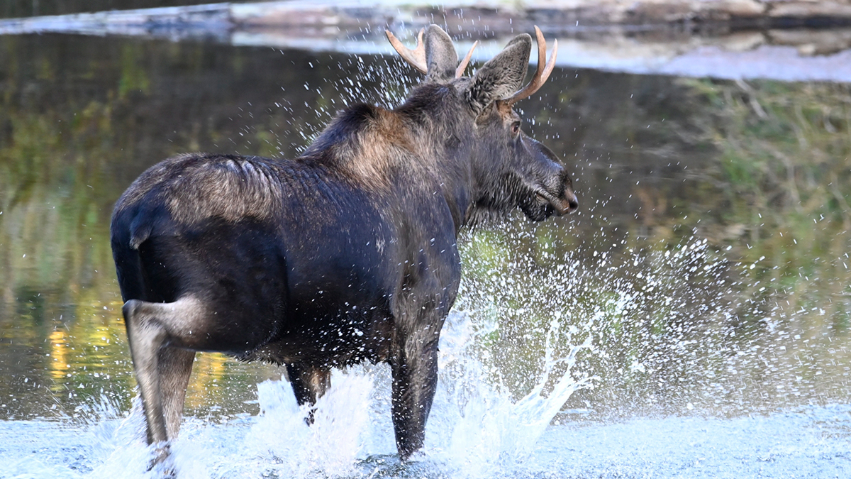 Bull Moose