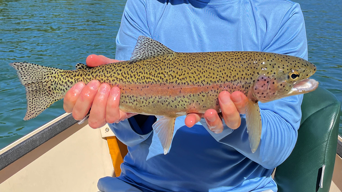 Redband Trout