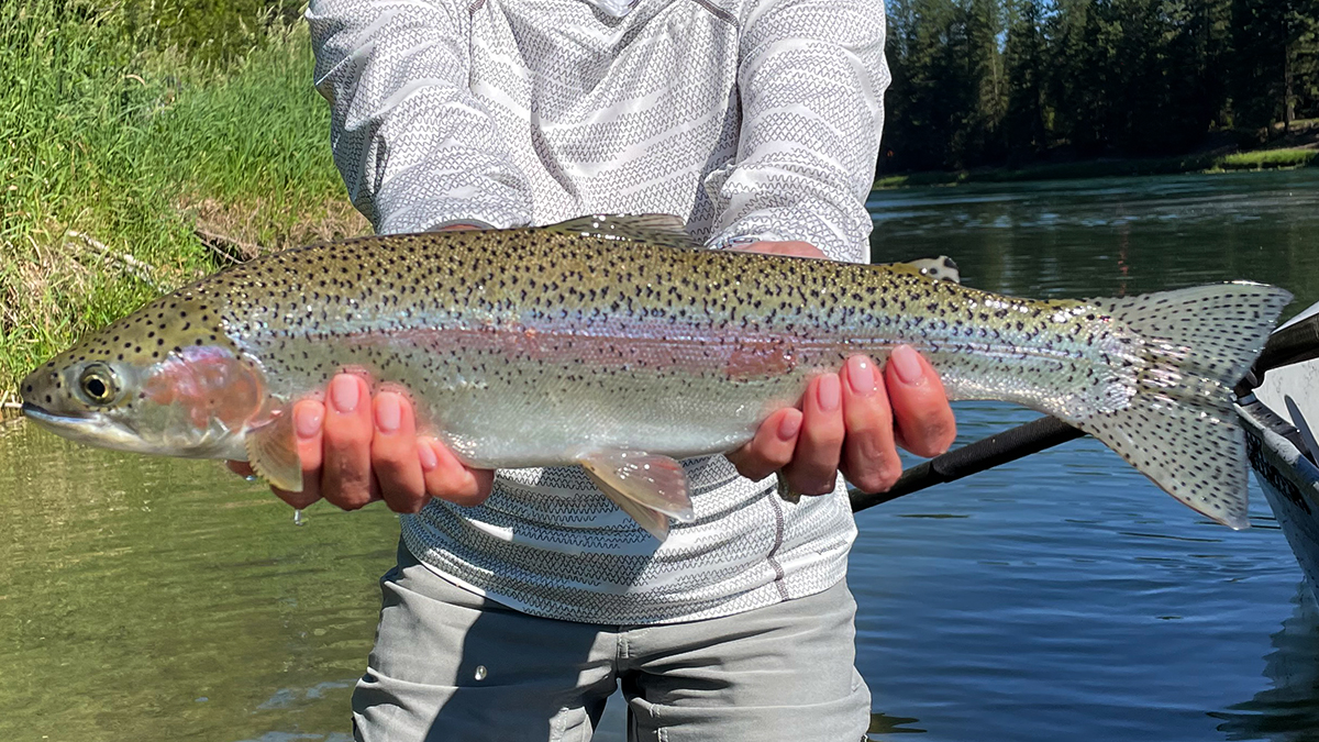 Rainbow Trout