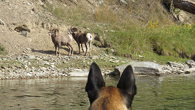 Big Horn Sheep