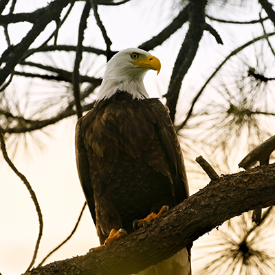 Bald Eagle