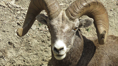 Big Horn Sheep