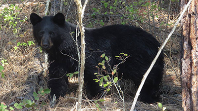 Black Bear