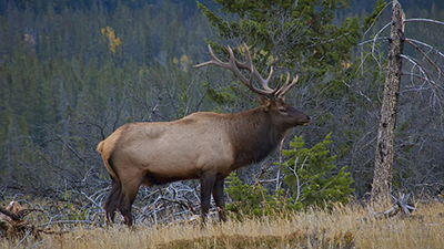 Bull Elk