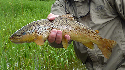 Brown Trout