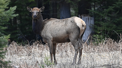 Cow Elk