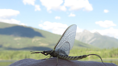 Mayfly