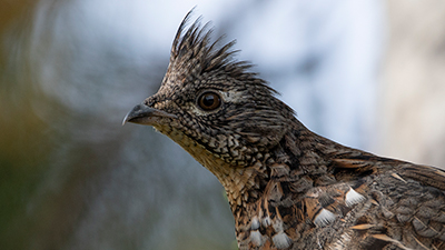 Ruffed Grouse