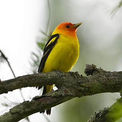 Western Tanager