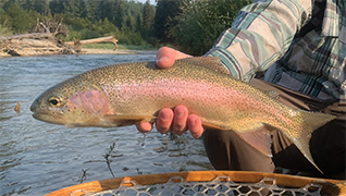 Rainbow Trout Kootenai