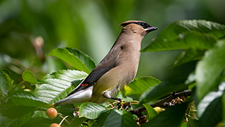 Cedar Waxwing